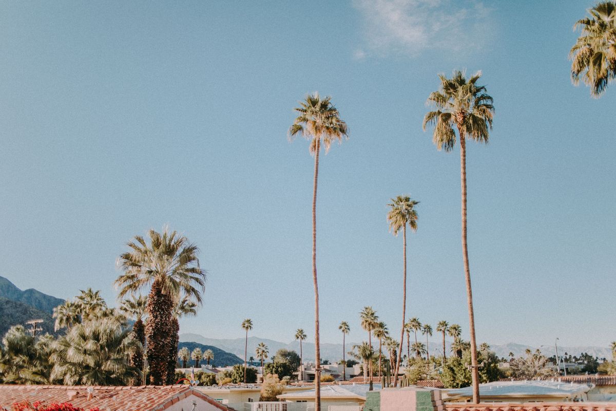 Southern California palms against a clear sky
