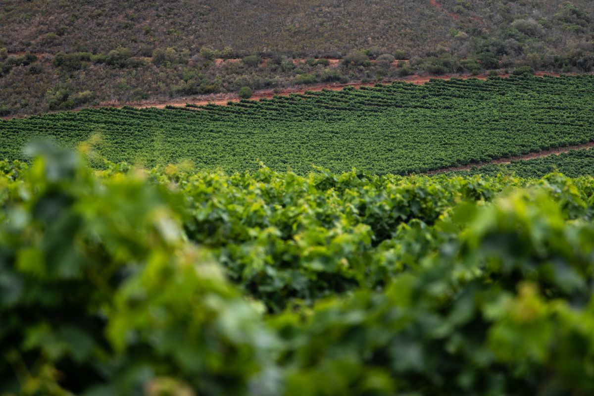 Green vineyard rows across rolling hills